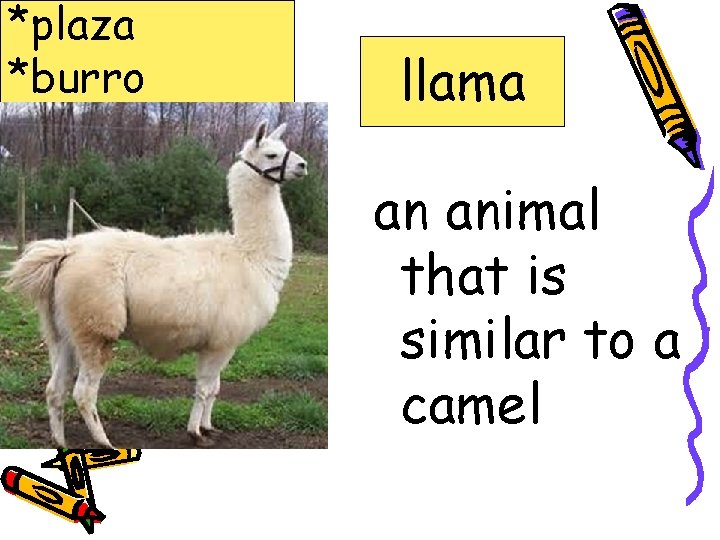 *plaza *burro *adobe *llama *Salsa llama an animal that is similar to a camel