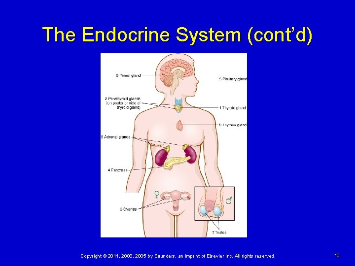 The Endocrine System (cont’d) Copyright © 2011, 2008, 2005 by Saunders, an imprint of