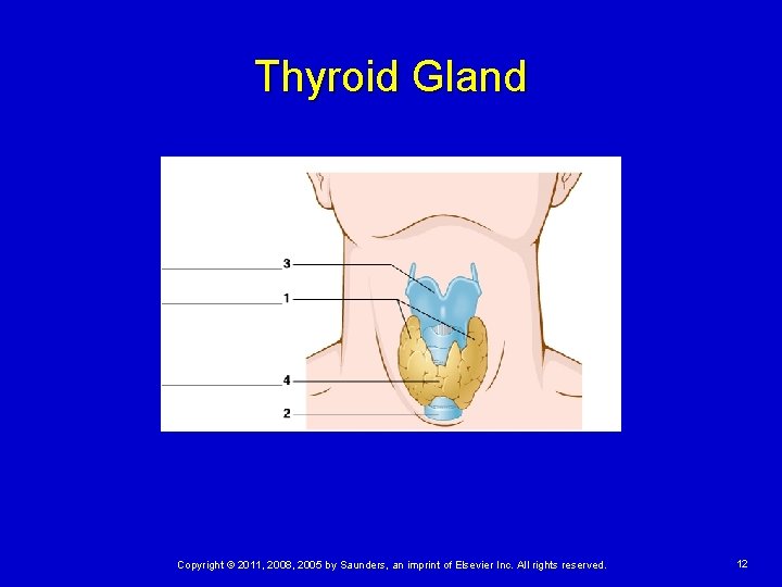 Thyroid Gland Copyright © 2011, 2008, 2005 by Saunders, an imprint of Elsevier Inc.