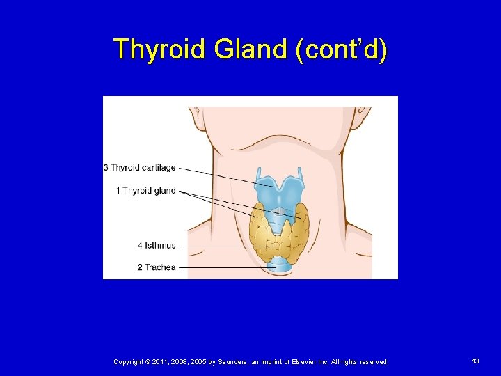 Thyroid Gland (cont’d) Copyright © 2011, 2008, 2005 by Saunders, an imprint of Elsevier