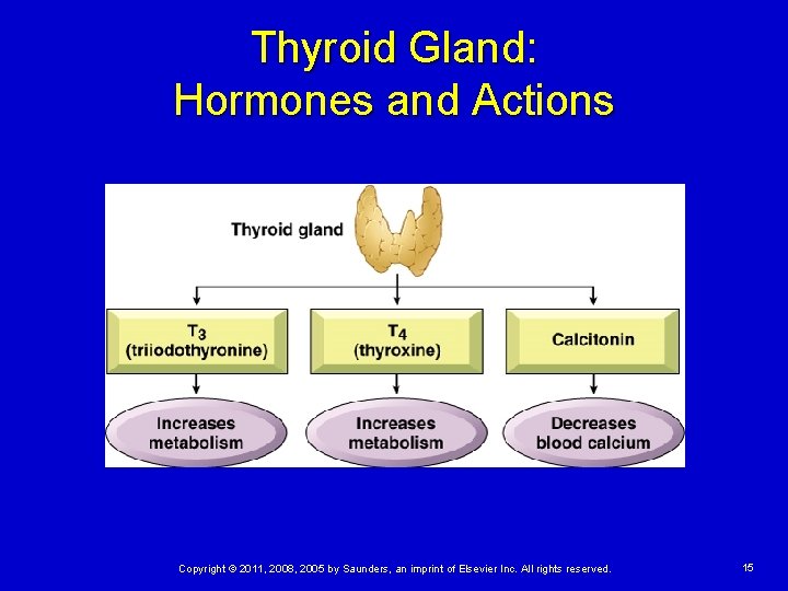 Thyroid Gland: Hormones and Actions Copyright © 2011, 2008, 2005 by Saunders, an imprint