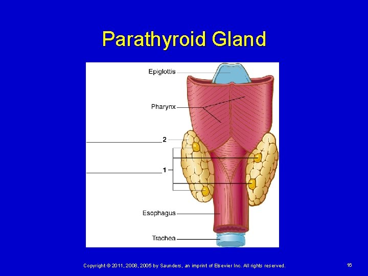 Parathyroid Gland Copyright © 2011, 2008, 2005 by Saunders, an imprint of Elsevier Inc.