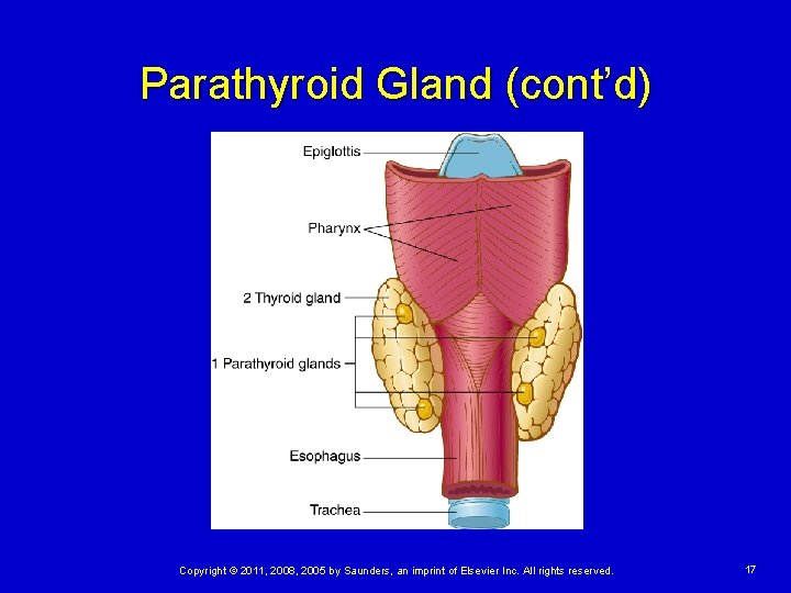 Parathyroid Gland (cont’d) Copyright © 2011, 2008, 2005 by Saunders, an imprint of Elsevier