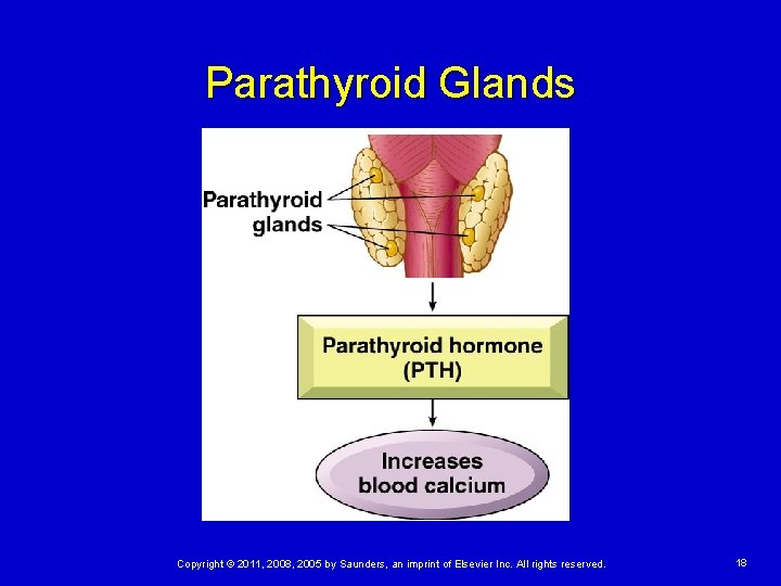 Parathyroid Glands Copyright © 2011, 2008, 2005 by Saunders, an imprint of Elsevier Inc.