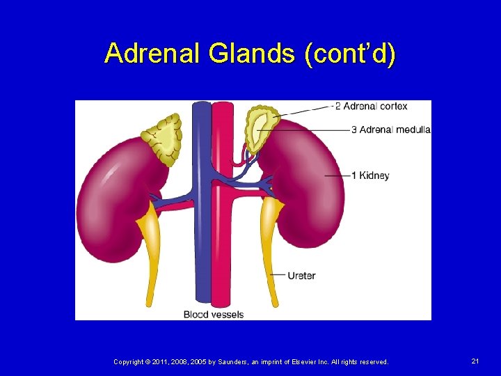 Adrenal Glands (cont’d) Copyright © 2011, 2008, 2005 by Saunders, an imprint of Elsevier