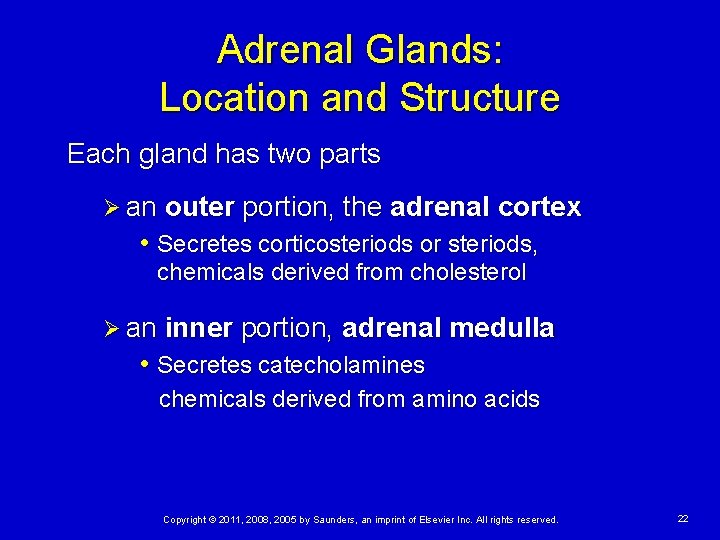 Adrenal Glands: Location and Structure Each gland has two parts Ø an outer portion,