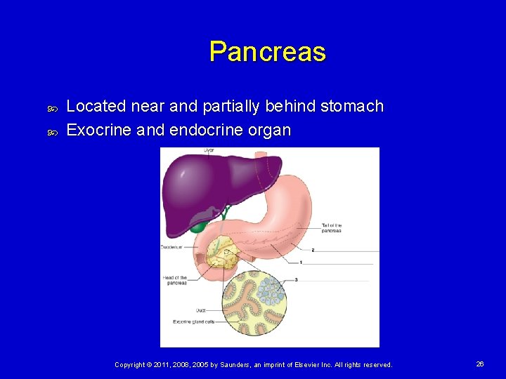 Pancreas Located near and partially behind stomach Exocrine and endocrine organ Copyright © 2011,