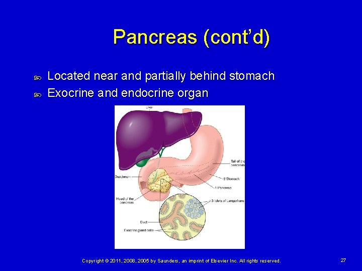 Pancreas (cont’d) Located near and partially behind stomach Exocrine and endocrine organ Copyright ©