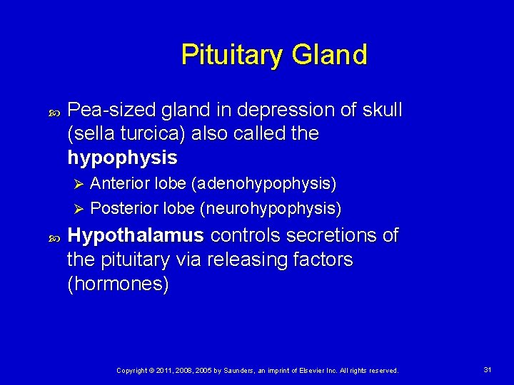 Pituitary Gland Pea-sized gland in depression of skull (sella turcica) also called the hypophysis