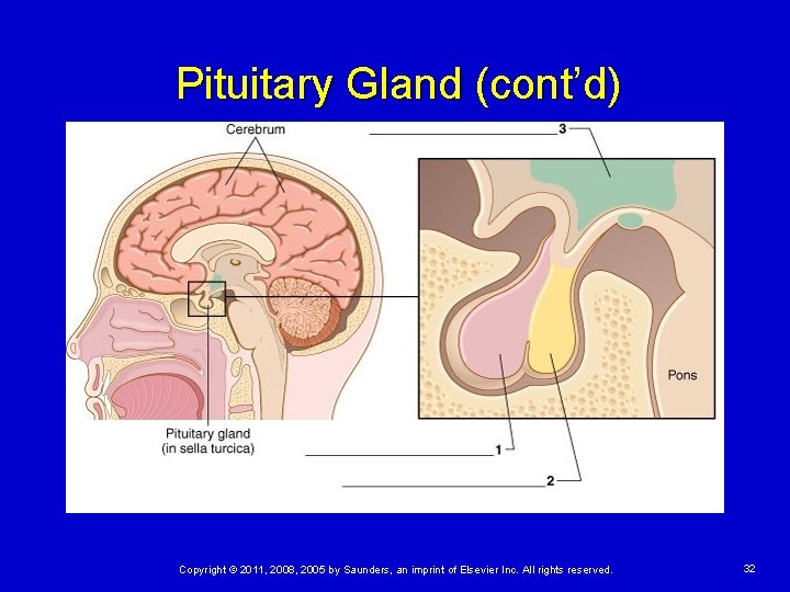 Pituitary Gland (cont’d) Copyright © 2011, 2008, 2005 by Saunders, an imprint of Elsevier