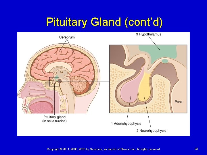 Pituitary Gland (cont’d) Copyright © 2011, 2008, 2005 by Saunders, an imprint of Elsevier
