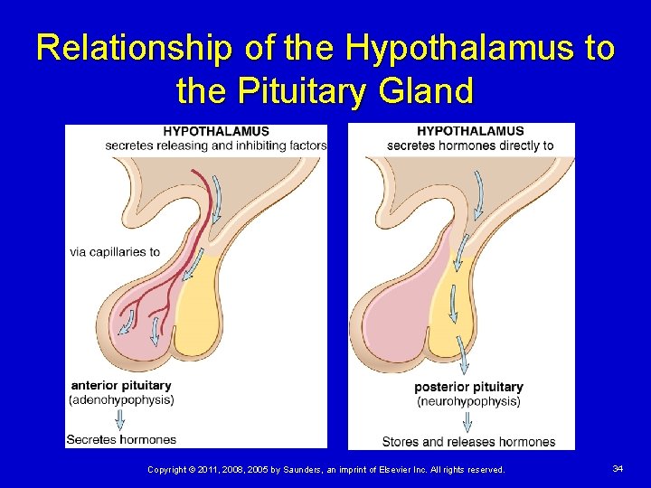 Relationship of the Hypothalamus to the Pituitary Gland Copyright © 2011, 2008, 2005 by