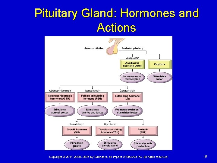 Pituitary Gland: Hormones and Actions Copyright © 2011, 2008, 2005 by Saunders, an imprint