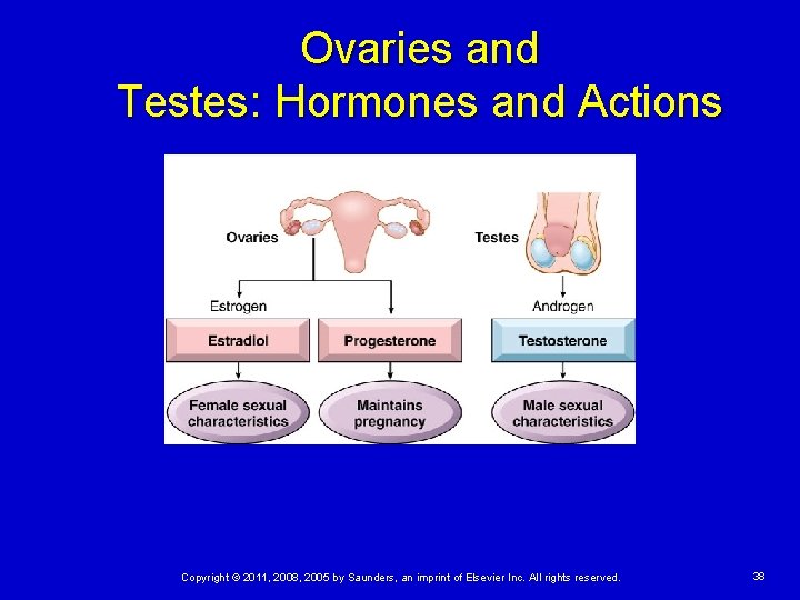 Ovaries and Testes: Hormones and Actions Copyright © 2011, 2008, 2005 by Saunders, an