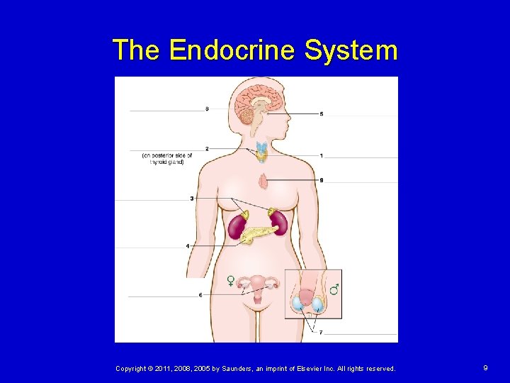 The Endocrine System Copyright © 2011, 2008, 2005 by Saunders, an imprint of Elsevier