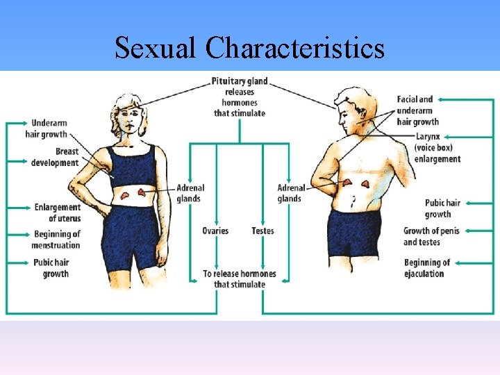 Sexual Characteristics 