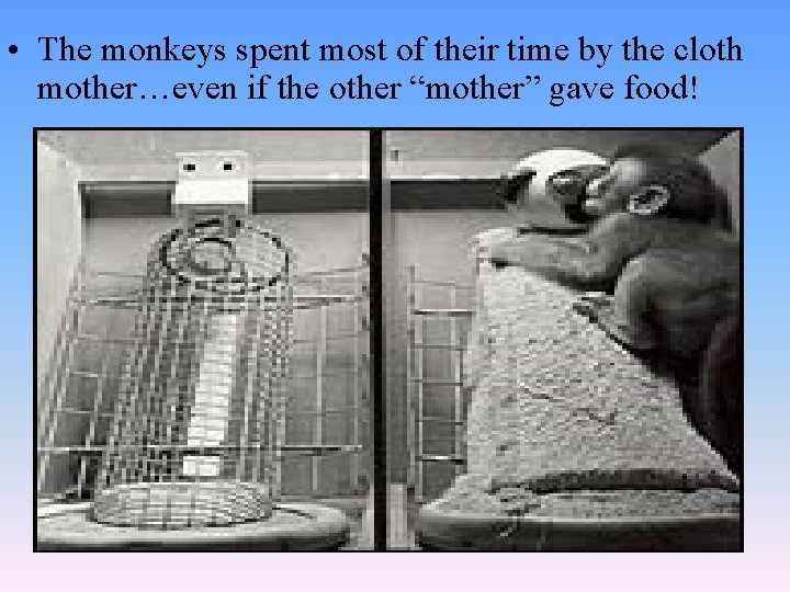  • The monkeys spent most of their time by the cloth mother…even if