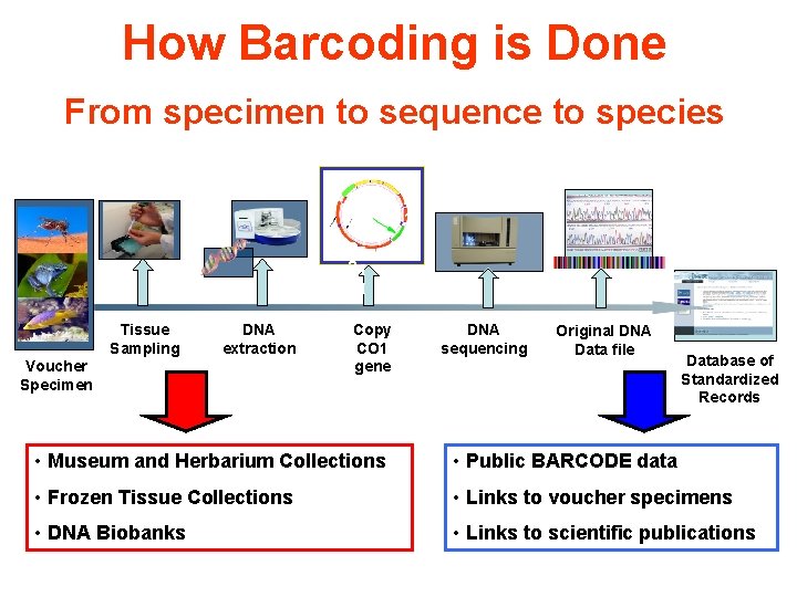 Consortium for the Barcode of Life Promoting a