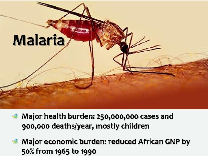 Malaria Major health burden: 250, 000 cases and 900, 000 deaths/year, mostly children Major