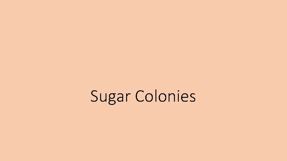 Sugar Colonies 