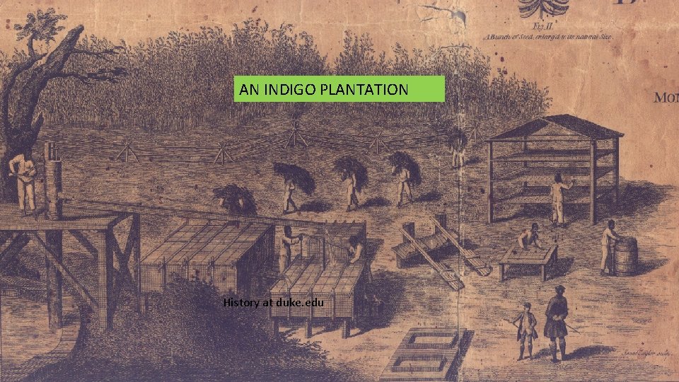 AN INDIGO PLANTATION History at duke. edu 