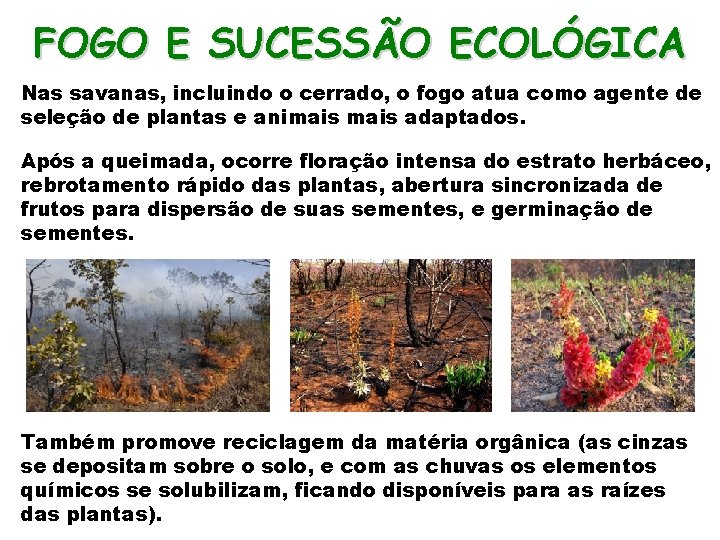 FOGO E SUCESSÃO ECOLÓGICA Nas savanas, incluindo o cerrado, o fogo atua como agente