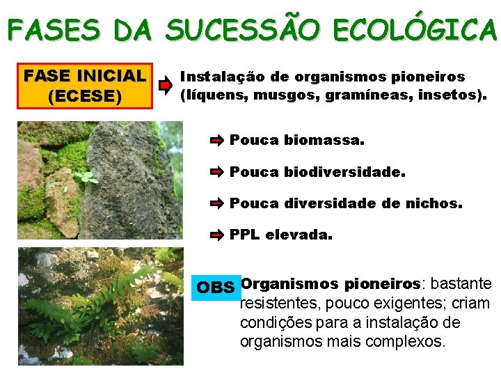 FASES DA SUCESSÃO ECOLÓGICA FASE INICIAL (ECESE) Instalação de organismos pioneiros (líquens, musgos, gramíneas,