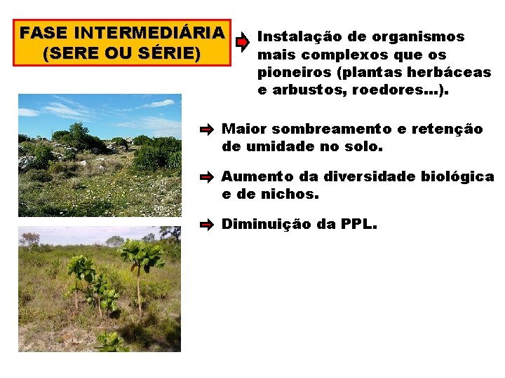 FASE INTERMEDIÁRIA (SERE OU SÉRIE) Instalação de organismos mais complexos que os pioneiros (plantas
