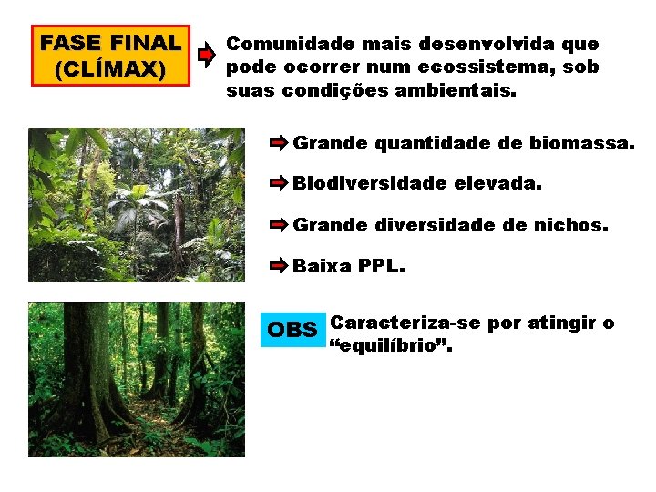 FASE FINAL (CLÍMAX) Comunidade mais desenvolvida que pode ocorrer num ecossistema, sob suas condições