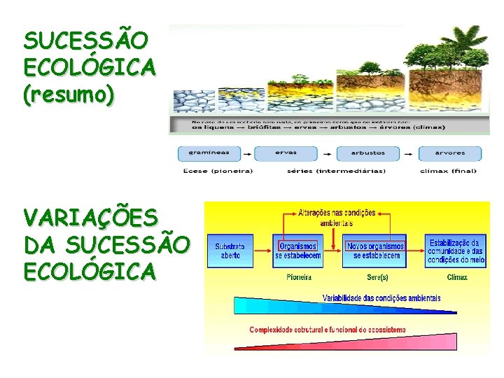 SUCESSÃO ECOLÓGICA (resumo) VARIAÇÕES DA SUCESSÃO ECOLÓGICA 