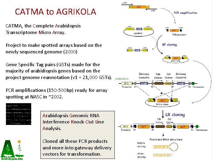 CATMA to AGRIKOLA CATMA, the Complete Arabidopsis Transcriptome Micro Array. Project to make spotted CATMA to AGRIKOLA CATMA, the Complete Arabidopsis Transcriptome Micro Array. Project to make spotted