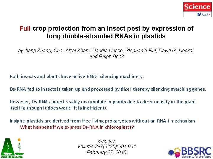 Full crop protection from an insect pest by expression of long double-stranded RNAs in Full crop protection from an insect pest by expression of long double-stranded RNAs in