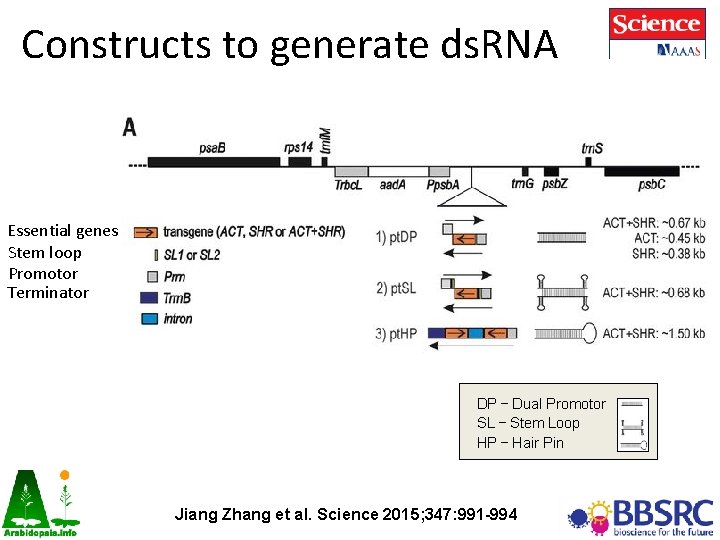 Constructs to generate ds. RNA Essential genes Stem loop Promotor Terminator DP – Dual Constructs to generate ds. RNA Essential genes Stem loop Promotor Terminator DP – Dual