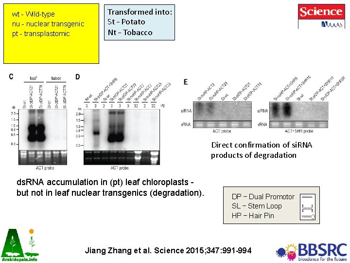 wt - Wild-type nu - nuclear transgenic pt - transplastomic Transformed into: St – wt - Wild-type nu - nuclear transgenic pt - transplastomic Transformed into: St –