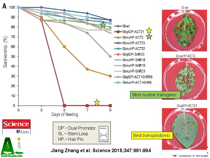 Best nuclear transgenic DP – Dual Promotor SL – Stem Loop HP – Hair Best nuclear transgenic DP – Dual Promotor SL – Stem Loop HP – Hair