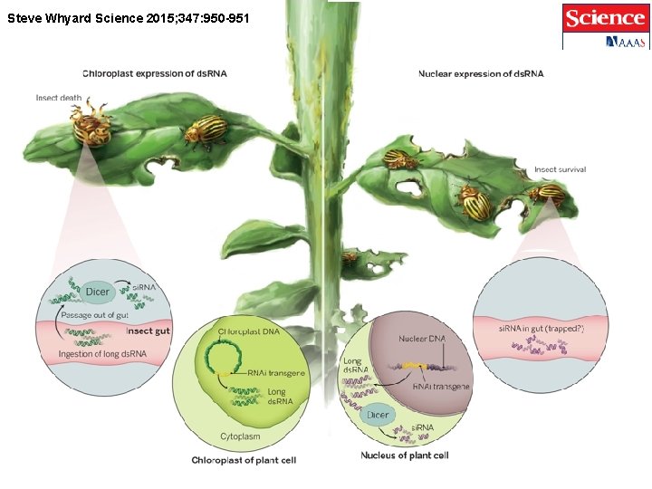 Steve Whyard Science 2015; 347: 950 -951 Steve Whyard Science 2015; 347: 950 -951