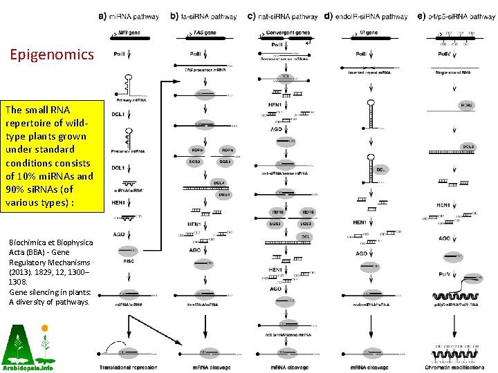 Epigenomics The small RNA repertoire of wildtype plants grown under standard conditions consists of Epigenomics The small RNA repertoire of wildtype plants grown under standard conditions consists of