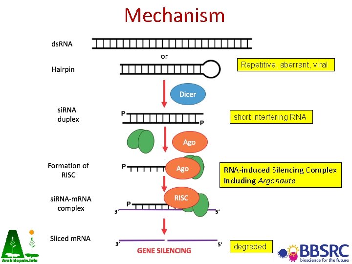 Mechanism Repetitive, aberrant, viral short interfering RNA-induced Silencing Complex Including Argonaute degraded Mechanism Repetitive, aberrant, viral short interfering RNA-induced Silencing Complex Including Argonaute degraded