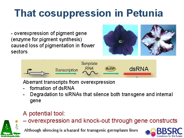 That cosuppression in Petunia - overexpression of pigment gene (enzyme for pigment synthesis) caused That cosuppression in Petunia - overexpression of pigment gene (enzyme for pigment synthesis) caused