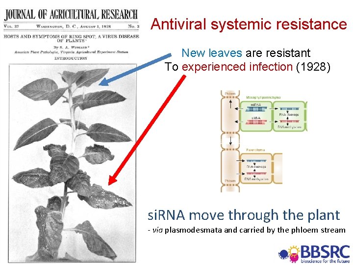 Antiviral systemic resistance New leaves are resistant To experienced infection (1928) si. RNA move Antiviral systemic resistance New leaves are resistant To experienced infection (1928) si. RNA move