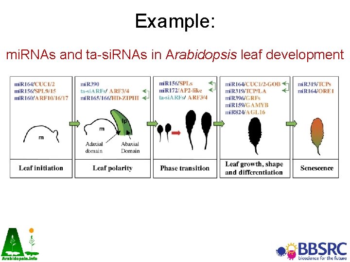 Example: mi. RNAs and ta-si. RNAs in Arabidopsis leaf development Pulido A , Laufs Example: mi. RNAs and ta-si. RNAs in Arabidopsis leaf development Pulido A , Laufs