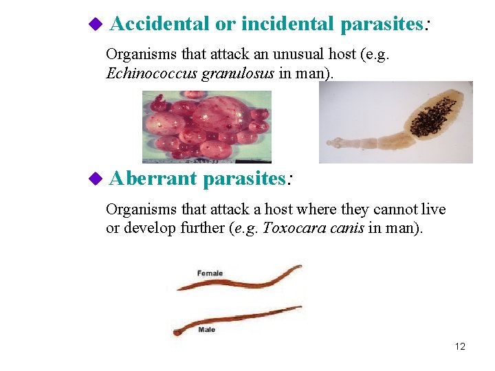  Accidental or incidental parasites: Organisms that attack an unusual host (e. g. Echinococcus