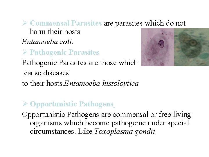 Ø Commensal Parasites are parasites which do not harm their hosts Entamoeba coli. Ø