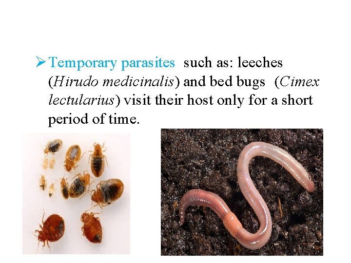 Ø Temporary parasites such as: leeches (Hirudo medicinalis) and bed bugs (Cimex lectularius) visit