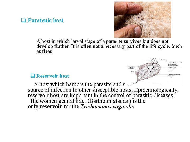 q Paratenic host A host in which larval stage of a parasite survives but