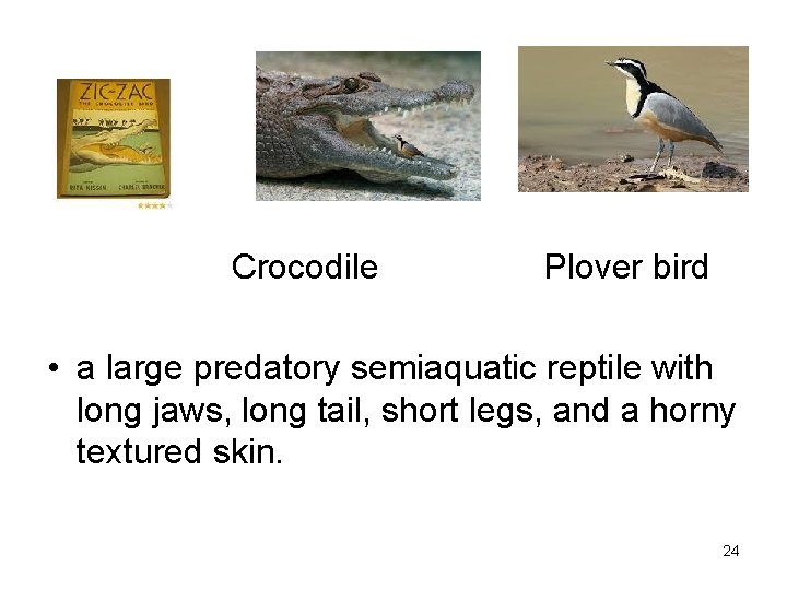 Crocodile Plover bird • a large predatory semiaquatic reptile with long jaws, long tail,