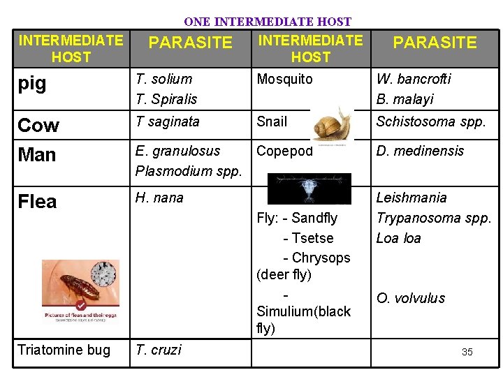 ONE INTERMEDIATE HOST PARASITE pig T. solium T. Spiralis Mosquito W. bancrofti B. malayi