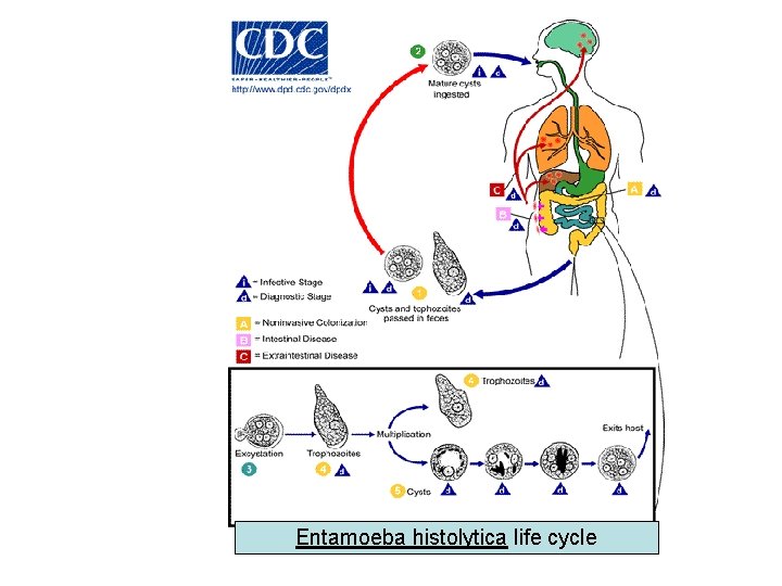 1 -Simple life cycle Entamoeba histolytica life cycle 