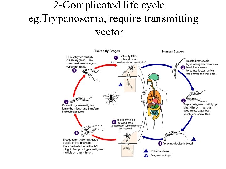 2 -Complicated life cycle eg. Trypanosoma, require transmitting vector 