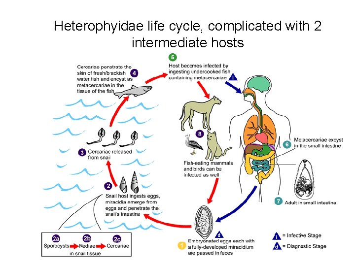 Heterophyidae life cycle, complicated with 2 intermediate hosts 